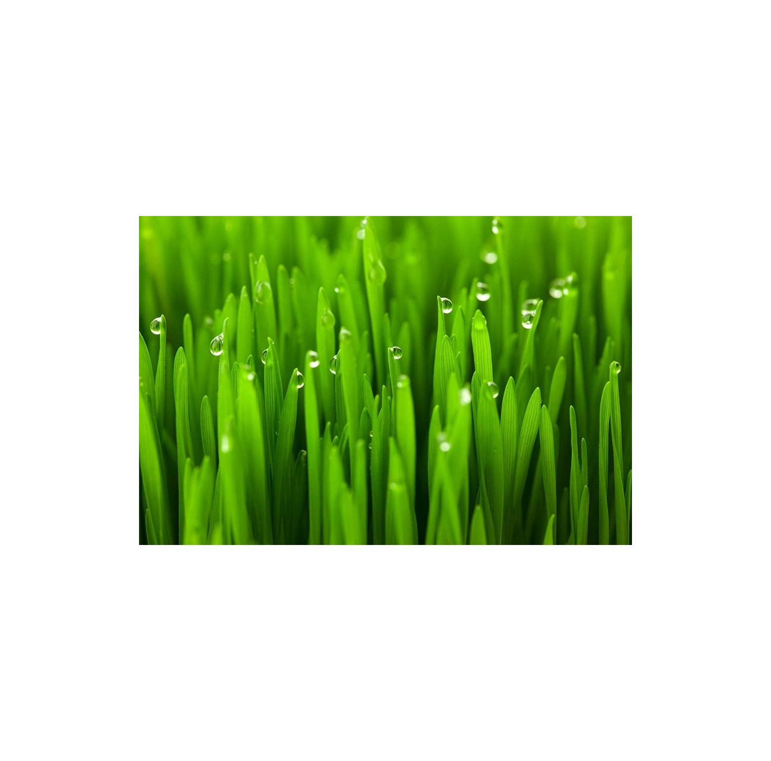 5 Lbs Wheat Cover Crop Seeds NonGMO Winter Wheat Deer & Turkey