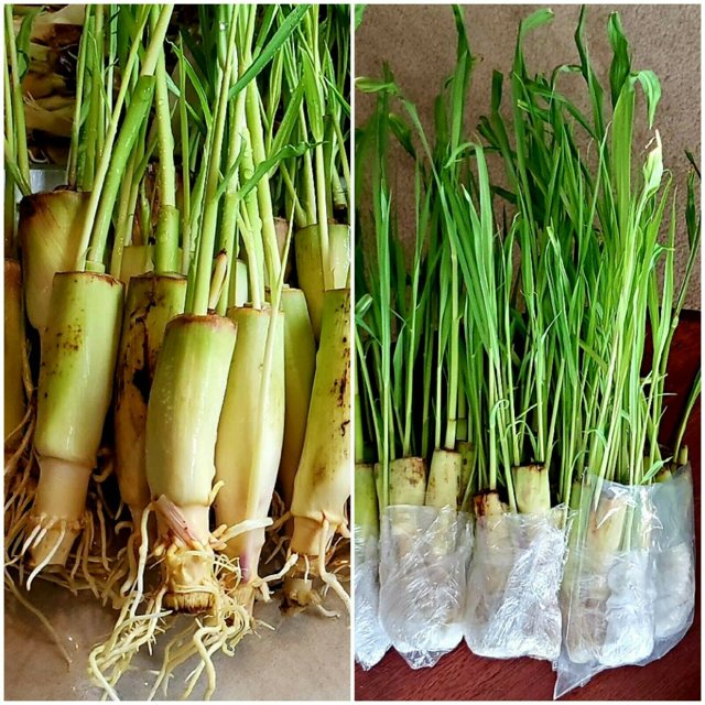 5 Lemongrass LIVE ROOTED STALKS READY TO PLANT, Mosquito Repellent