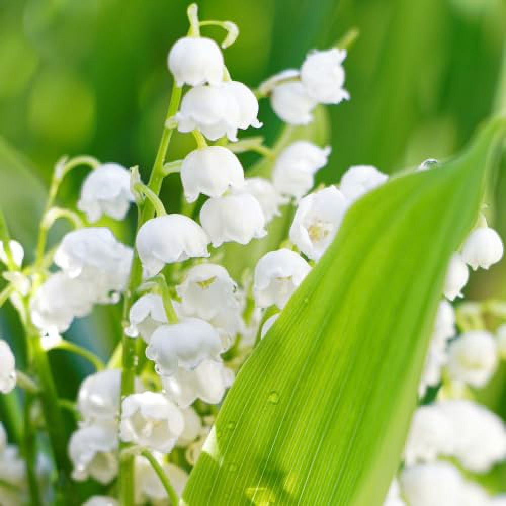 5 Lilies of The Valley Bulbs, Lily of The Valley Plants, Lily Flower