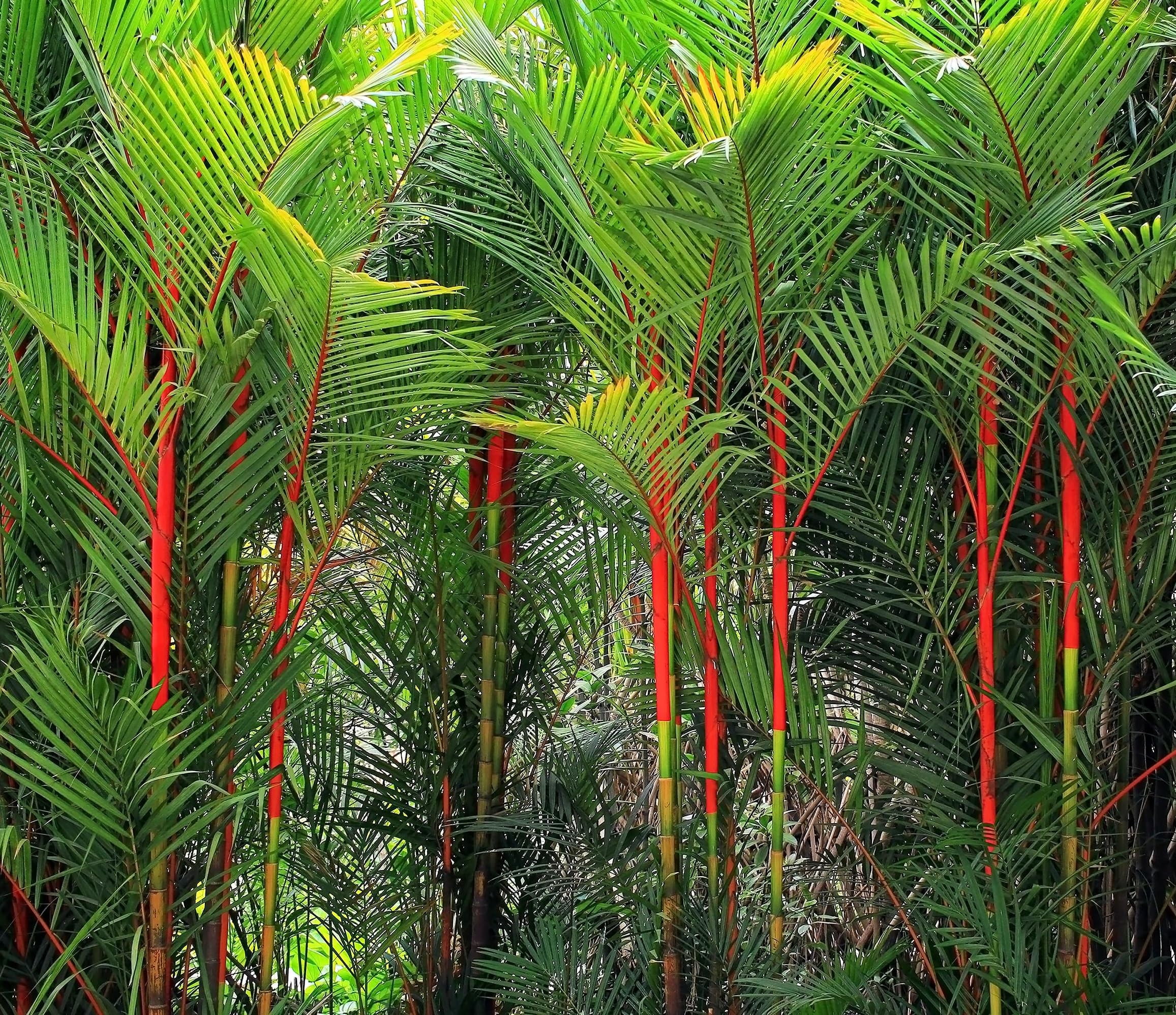5 Lipstick Palm Seeds for Planting Great Indoor Plant