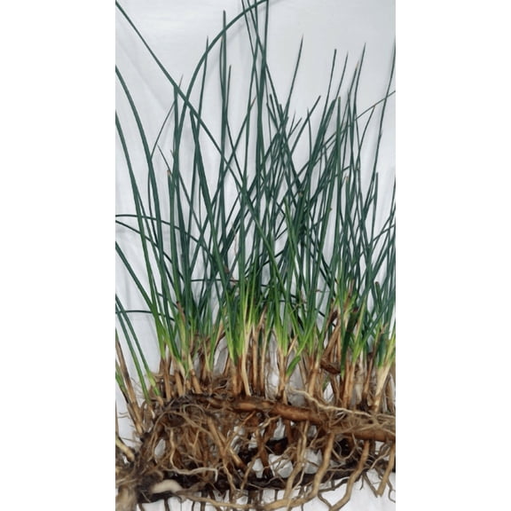 5 Live Eleocharis Vivipara Aquarium Plants  Tall Hair Grass for Freshwater Fish Tank, Natural Aquascaping Background Plant