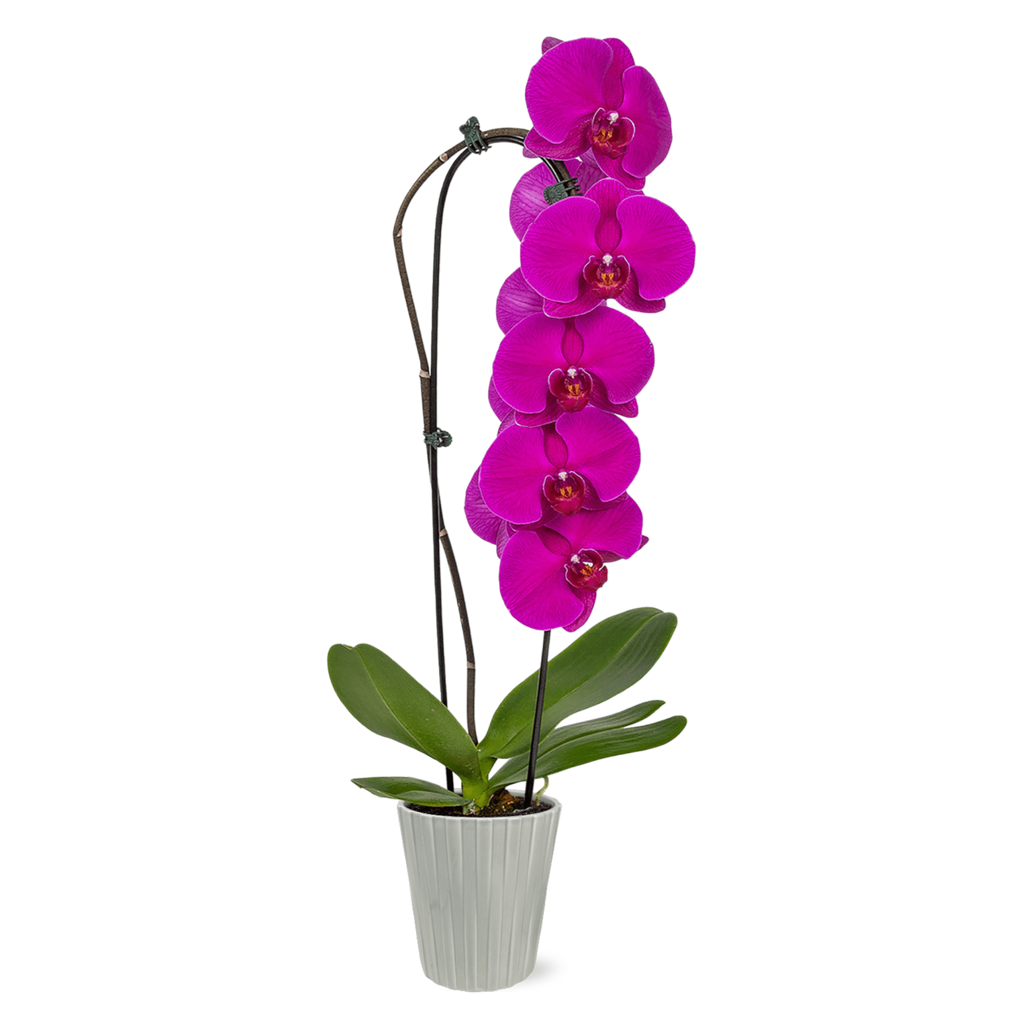 5" Live Magenta Waterfall Orchid in Decorative Grey Nate Pot – Indoor