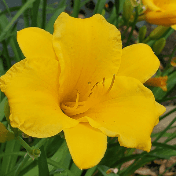 5 Live Reblooming Yellow Daylily Plants, Dormant, Cold Hardy Perennials with Bright Blooms for Zones 3-9