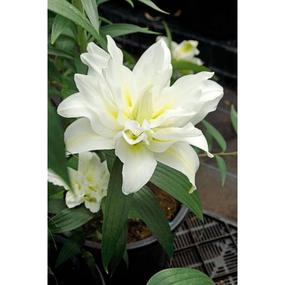 5 Lotus Pure Lily Bulb Pollenless NO Pollen