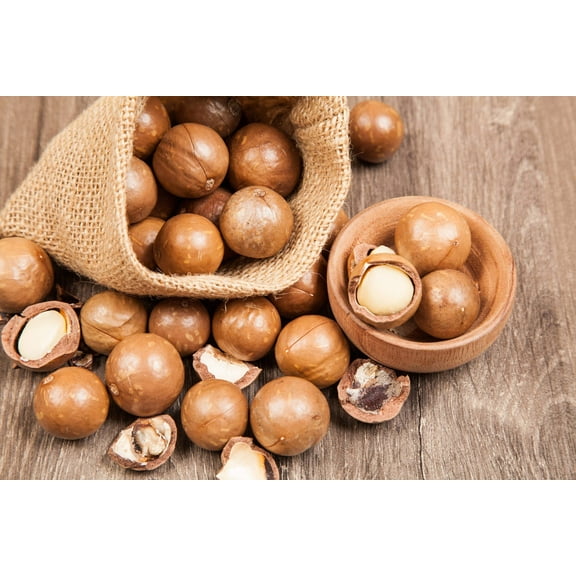 5 MACADAMIA NUT Tree Macadamia Integrifolia Brown Shell Beige Nut Fruit White & Pink Flower Seeds