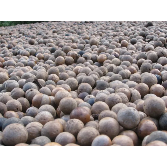 5 Macadamia Nut Seeds - Macadamia integrifolia - Non-GMO Hardy Nut Tree