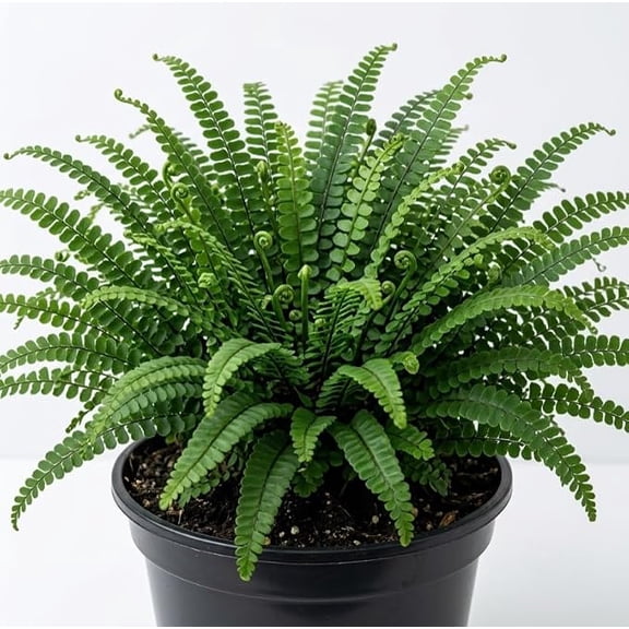 5 Maidenhair Spleenwort Fern Rhizomes Green Ferns Live Plants, Fresh Perennial Ferns 3-6" Long Bare Roots