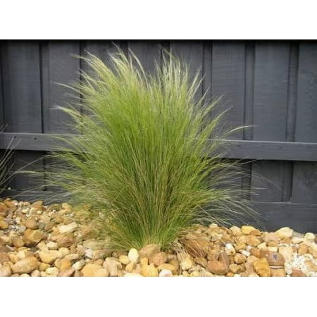 5 Mexican Feather Grass, in 4 inch cups, starter plants. Read Description for Temps information!