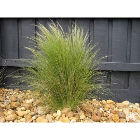 5 Mexican Feather Grass, in 4 inch cups, starter plants. Read Description for Temps information!