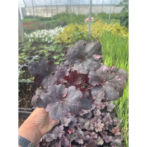 5 Midnight Rose Heuchera in 3.5 inch Size Pots/Coral Bells