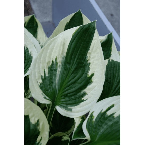 5 Minute Man Hosta Bareroot