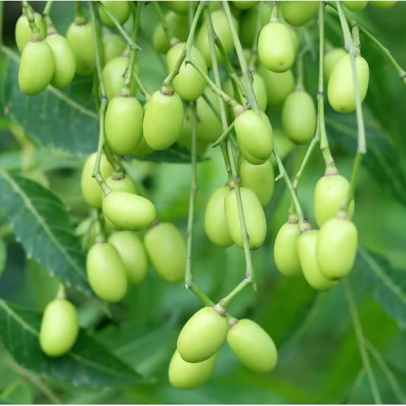 5 Neem Tree Seeds Azadirachta Indica Seeds