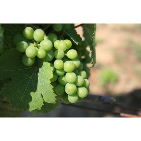 5 Niagara Grape Vines, Bareroot