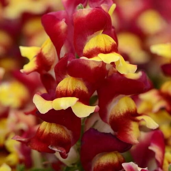 200 Red Yellow Snapdragon Seeds – Tall Snapdragon Flower Seeds for Borders & Bouquets – Cool Season Blooms – Easy to Grow