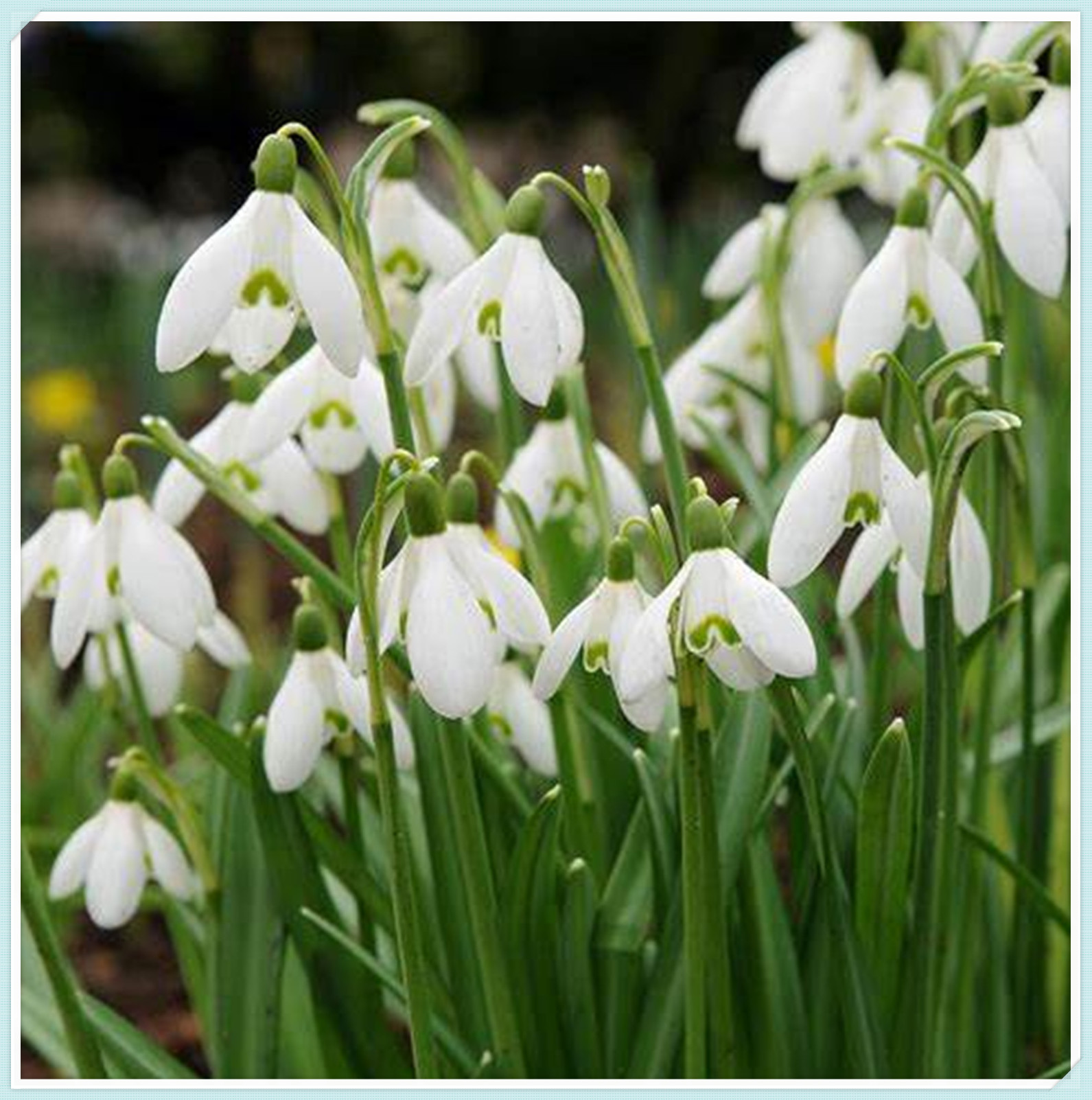 5 PCS Snowdrop Bulbs/Perennial/Healthy/Long Flowering Period/ Cut