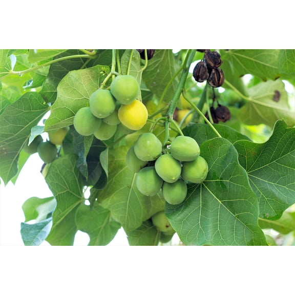 5 PHYSIC NUT Barbados Purging JATROPHA Curcas Shrub Tree Bio-Diesel Seeds