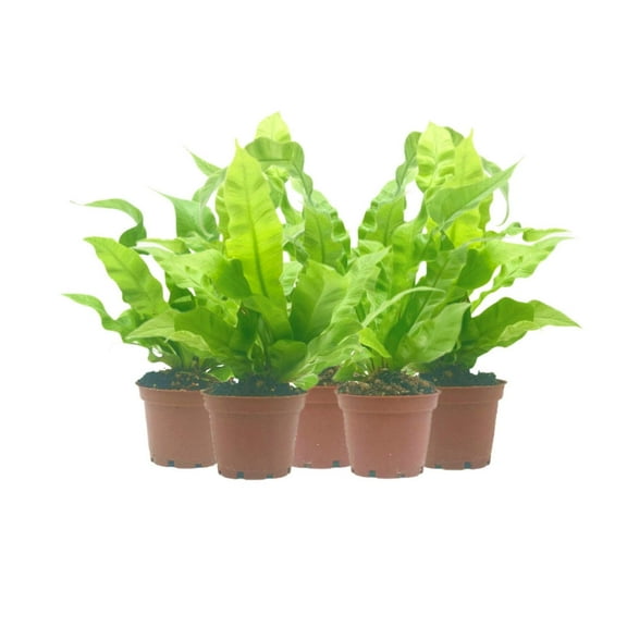 5-PK Crispy Wave Fern, Asplenium nidus 'Crispy Wave,' Live Indoor Air Purifying Plant, Low Light Houseplant, Office Plant, 2.5-in Pot(s)