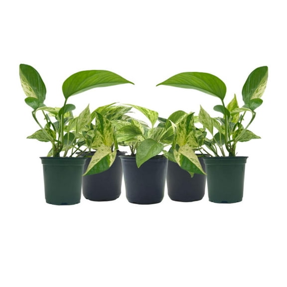 5-PK Live Marble Queen Pothos, Epipremnum aureum, Air Purifying Indoor Plant, Low Light Houseplant, Easy Care Plant, 4-inch Pot(s)