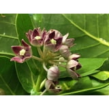 (5-Pack) (50+) Calotropis Procera Seeds (aka Monarch Butterfly Milkweed ...