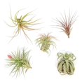 5 Pack Collector Choice Variety Air Plants Pack Wholesale and Bulk