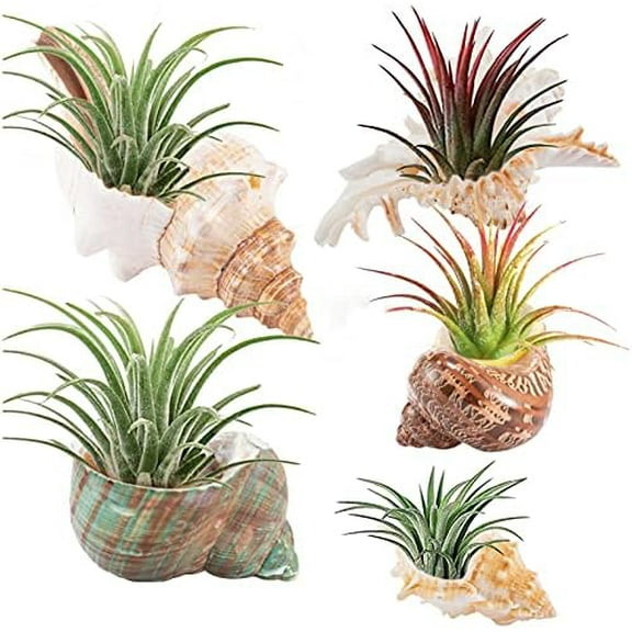 5 Pack Conch Sea Shell Air Plant Holder-Natural Conch Plant Pots Holder in 5 Styles Decorative Tillandsias Succulent Display Container Table Centerpiece for Home Garden Beach Theme Party Favor