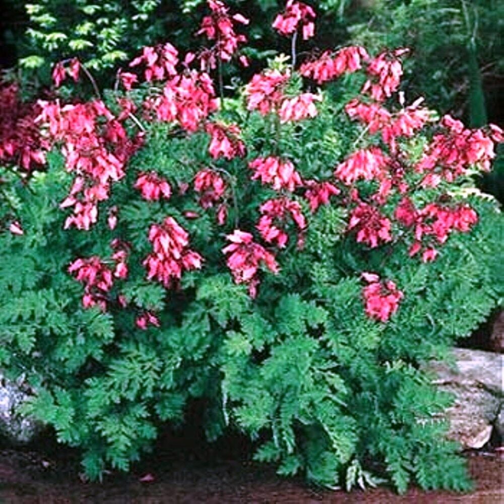 (5-Pack) Fringed Bleeding Heart * Seeds - Shade! - 12