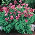 (5Pack) Fringed Bleeding Heart * Seeds Shade! 12" Deer Resistant