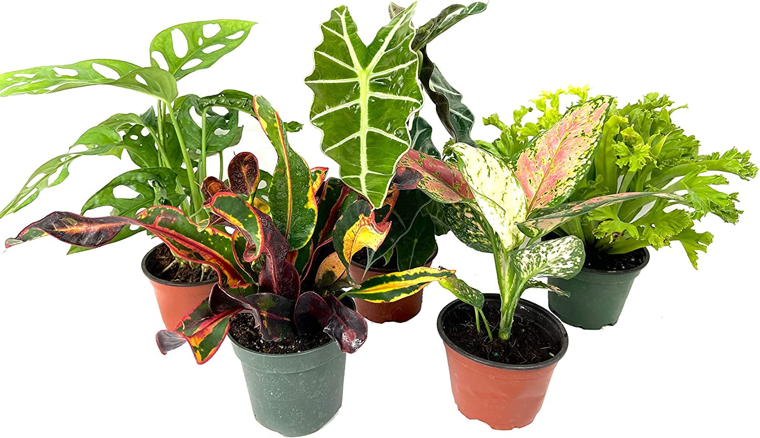 5 Pack Indoor Houseplant Collection - 5 Live Plants in 4 Inch Pots - Grower's Choice Based on Health, Beauty and Availability - Florist Quality Easy to Grow Air Purifying Indoor Plants