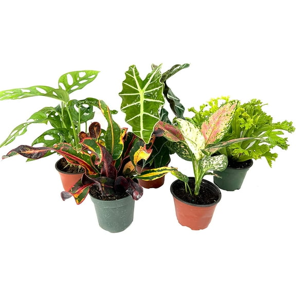 5 Pack Indoor Houseplant Collection - 5 Live Plants in 4 Inch Pots - Grower's Choice Based on Health, Beauty and Availability - Florist Quality Easy to Grow Air Purifying Indoor Plants