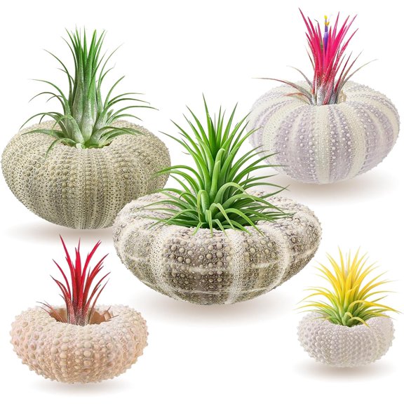 5 Pack Mini Sea Urchin Shell Air Plant Holders- 5 Styles Decorative Hanging Air Plant Pot, Tillandsia Succulent Display Container for Home Gardening Gifts Garden Beach Theme Party Decors, No Plants