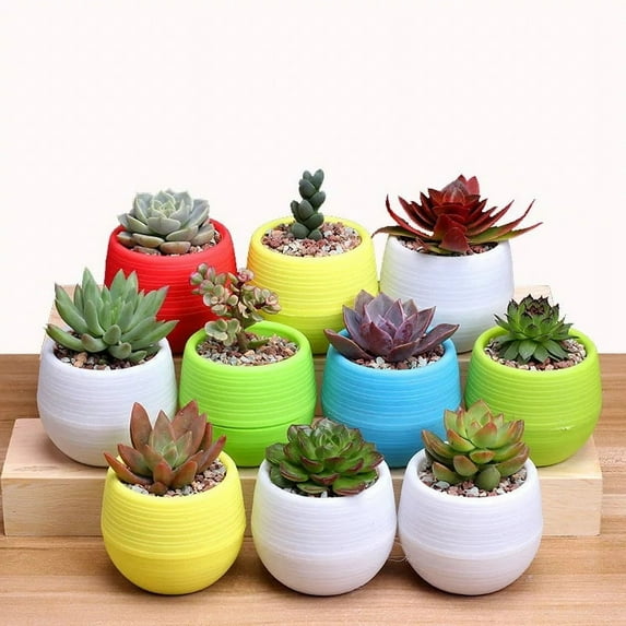 5 Pack Mini Succulent Pot, 3 Inch Plastic Seed Starter Pots Small Cute Succulent Planter with Drainage for Indoor & Outdoor Plants, Home Decor, Free Assembly