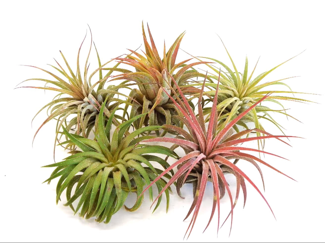 Air Plants