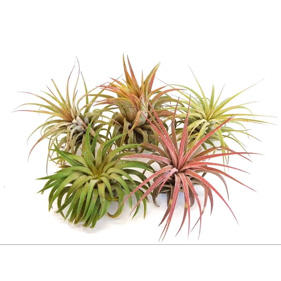 5 Pack Tillandsia Ionantha Rubra Air Plants