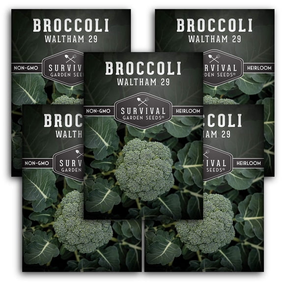 Waltham 29 Broccoli Seeds - Full Sun Biennial Vegetable - 5 Packs