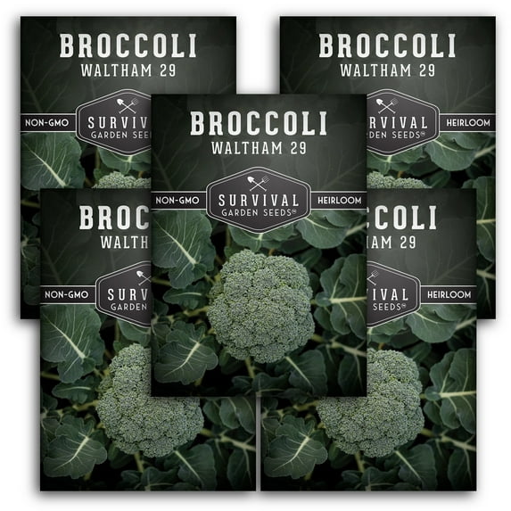 5 Pack Waltham 29 Broccoli - Non-GMO Heirloom Vegetable Seeds - Full Sun Biennial