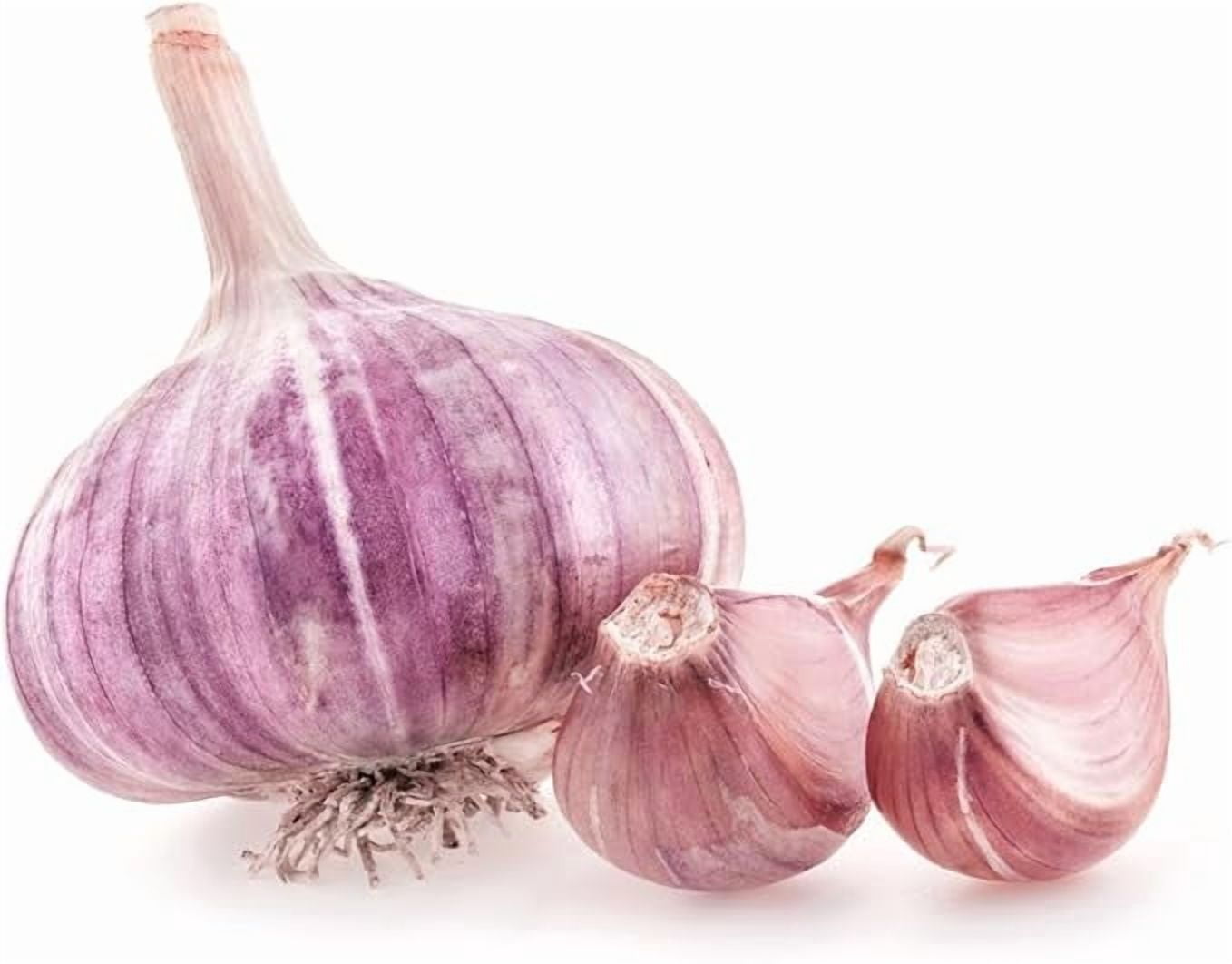 Greenhouse PCA 5 Pack Purple Garlic Bulb for Planting & Growing ...