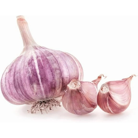 5 Pack of Fresh Purple Garlic Bulb - Great for Planting and Growing OR Eating by Greenhouse PCA