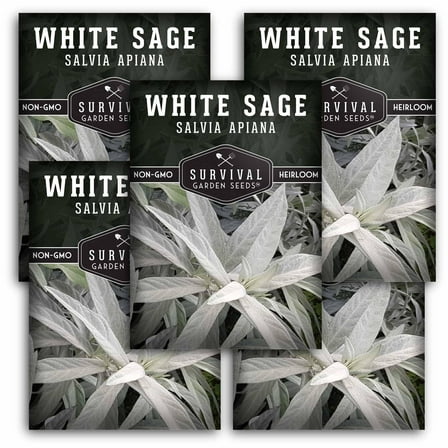 5 Packets White Sage Seed for Planting - Non-GMO Heirloom Full Sun Perennial Herb