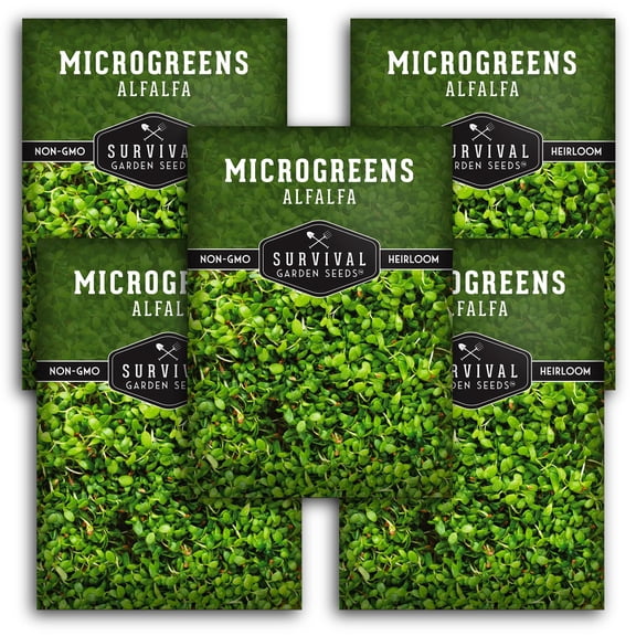 Alfalfa Microgreens Sprouting Seeds - Annual Partial Sun Vegetable - 5 Packs