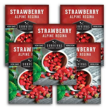 5 packs Alpine Regina Strawberry Seed - Non-GMO Heirloom Full Sun Perennial Fruits