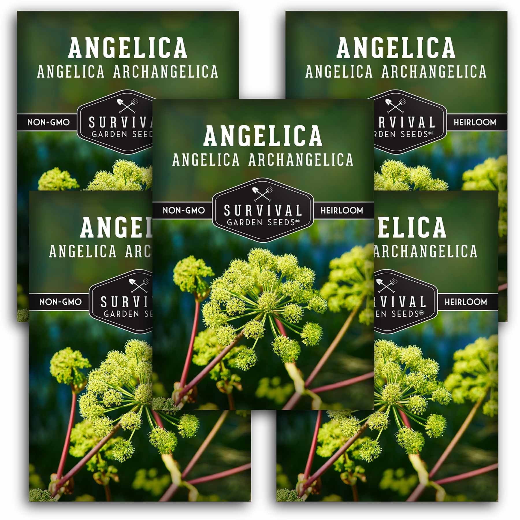 5 Packs Angelica Seeds Medicinal Herb Angelica Archangelica Non GMO 5-packs-angelica-seeds-medicinal-herb-angelica-archangelica-non-gmo