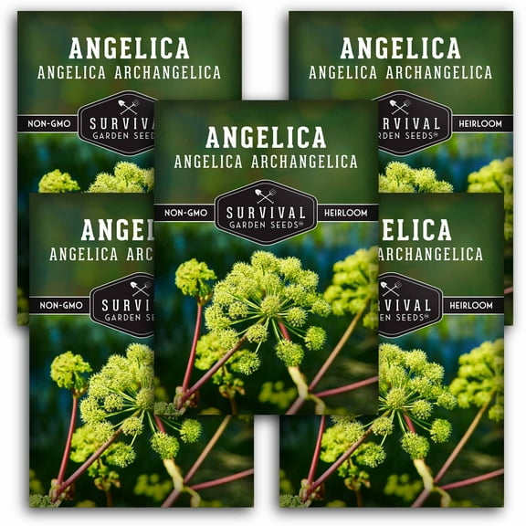 5 Packs Angelica Seeds - Medicinal Herb Angelica archangelica - Non-GMO Heirloom Biennial Full Sun