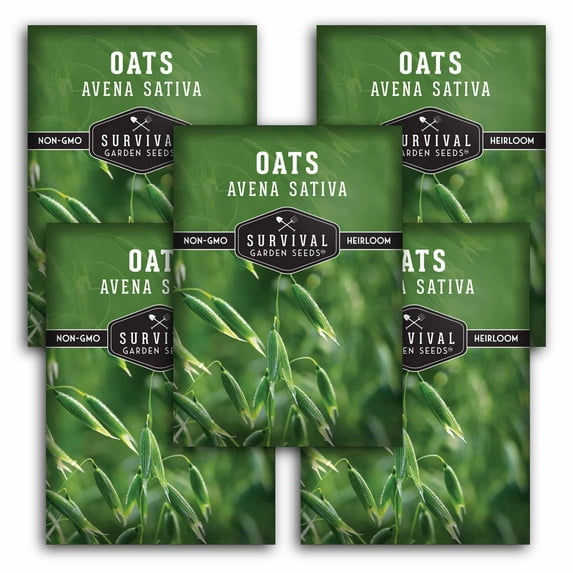 5 Packs Avena Sativa (Oats) Seeds - Non-GMO Heirloom Full Sun Annual Herb