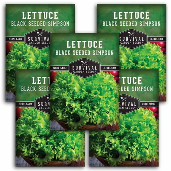 5 Packs Black Seeded Simpson Lettuce Seeds - Salad Greens - Non-GMO Heirloom Annual Full Sun