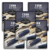 5 Packs Blue Hopi Corn Seeds - Heritage Blue Maize - Annual Full Sun