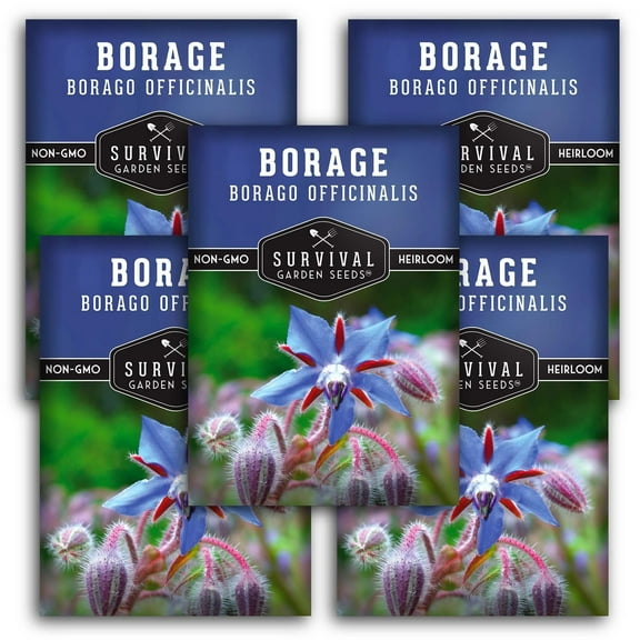 5 Packs Borage Seeds - Non-GMO Heirloom Full Sun Annual Flowering Herb