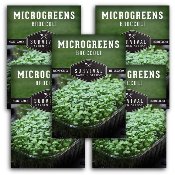5 Packs Broccoli Seeds for Microgreens - Non-GMO Heirloom Full Sun Biennial Vegetable Seeds