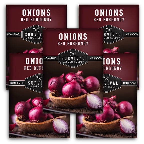 Burgundy Red Onion Seeds - Full Sun Biennial Vegetable - 5 Packs