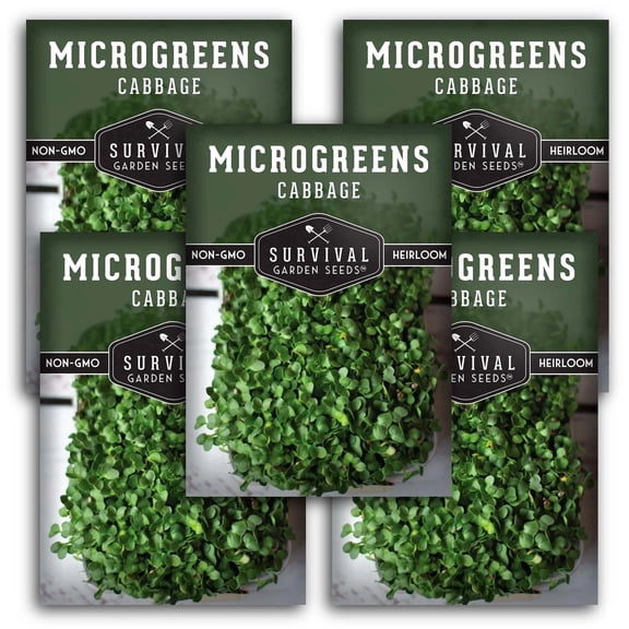 Cabbage Microgreens Sprouting Seeds - Partial Sun Annual Vegetable - 5 Packs