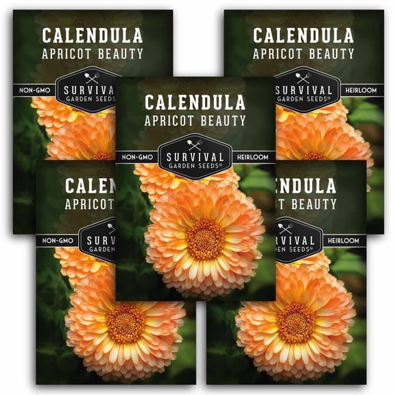 Calendula Apricot Beauty Seeds - Heirloom Annual Full Sun Flower - 5 Packs